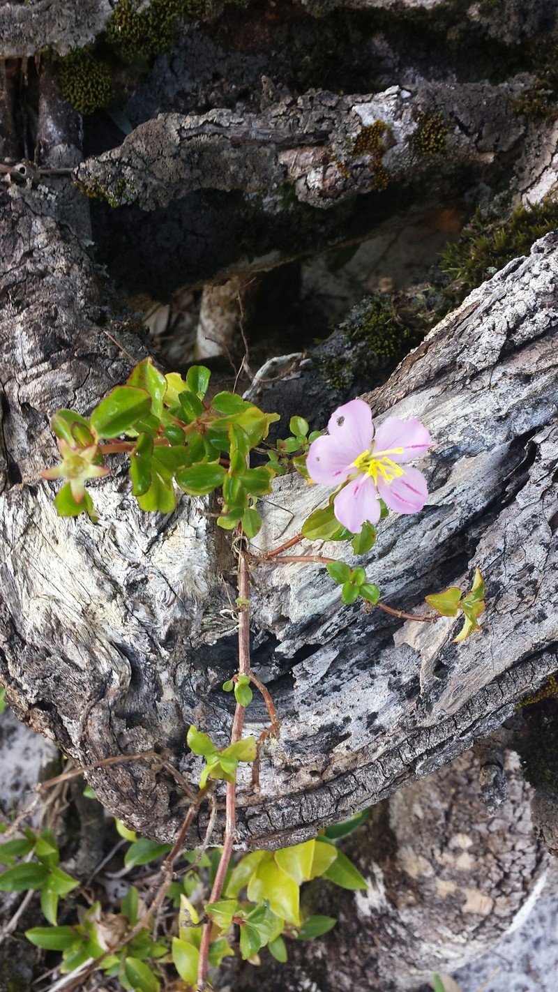 Nerophila pauciflora photo 3