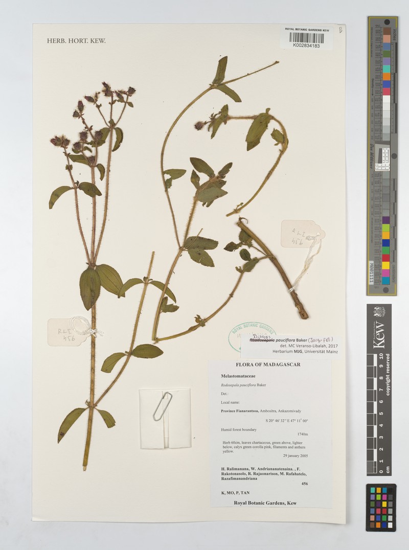 Nerophila pauciflora photo 4