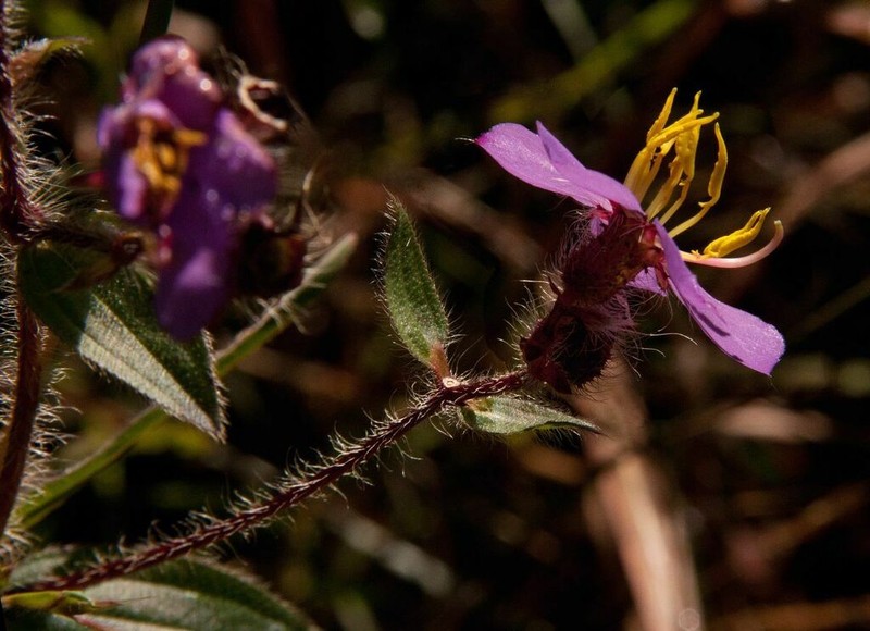 Nerophila senegambiensis