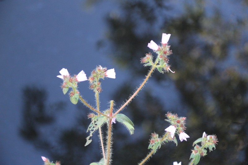 Nerophila senegambiensis photo 2