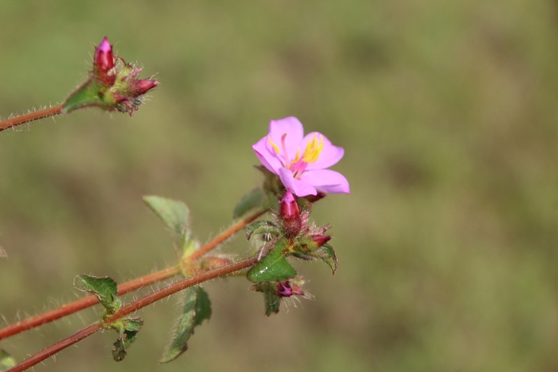 Nerophila senegambiensis photo 3