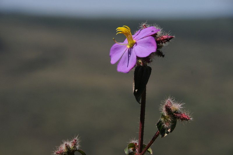Nerophila senegambiensis photo 4