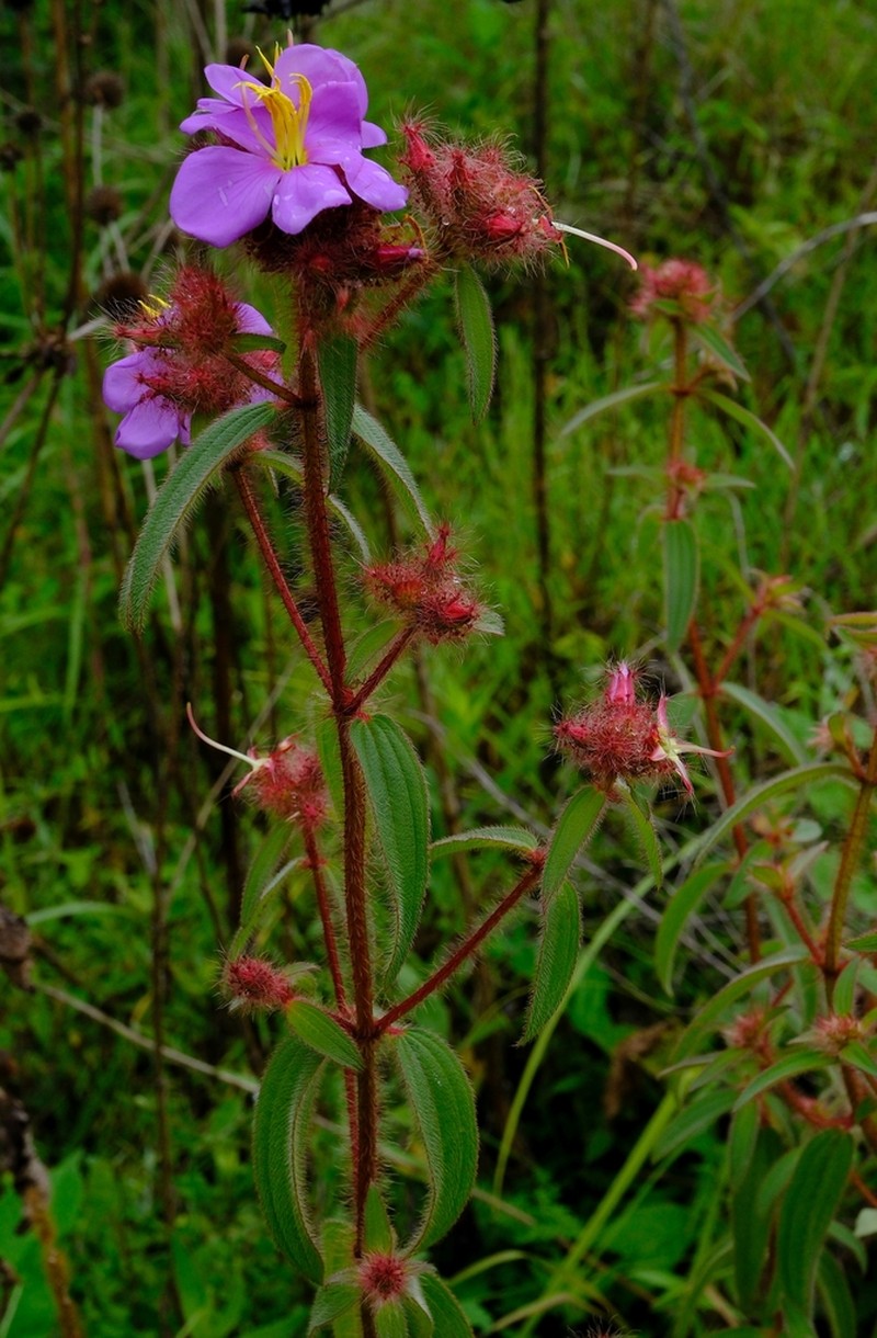 Nerophila senegambiensis photo 5