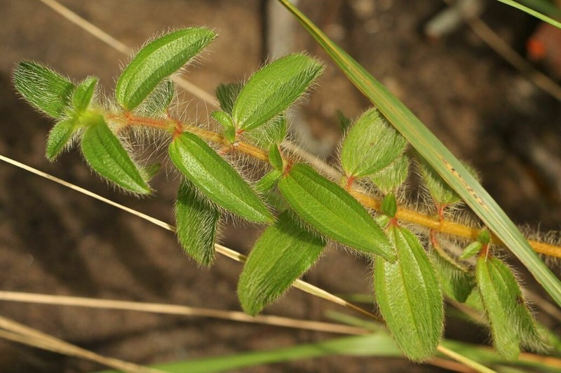 Nerophila senegambiensis photo 6