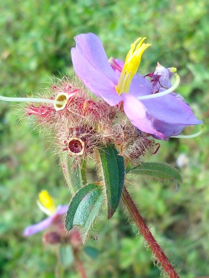 Nerophila senegambiensis photo 7