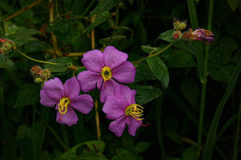 Nerophila senegambiensis photo 8