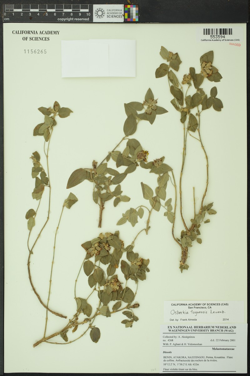 Nerophila togoensis