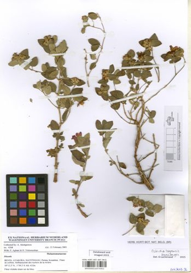 Nerophila togoensis photo 2