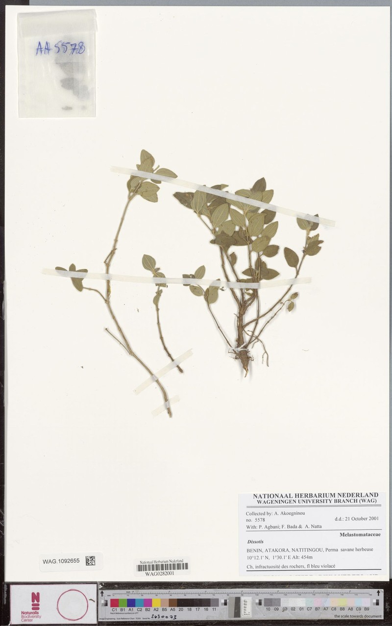 Nerophila togoensis photo 3