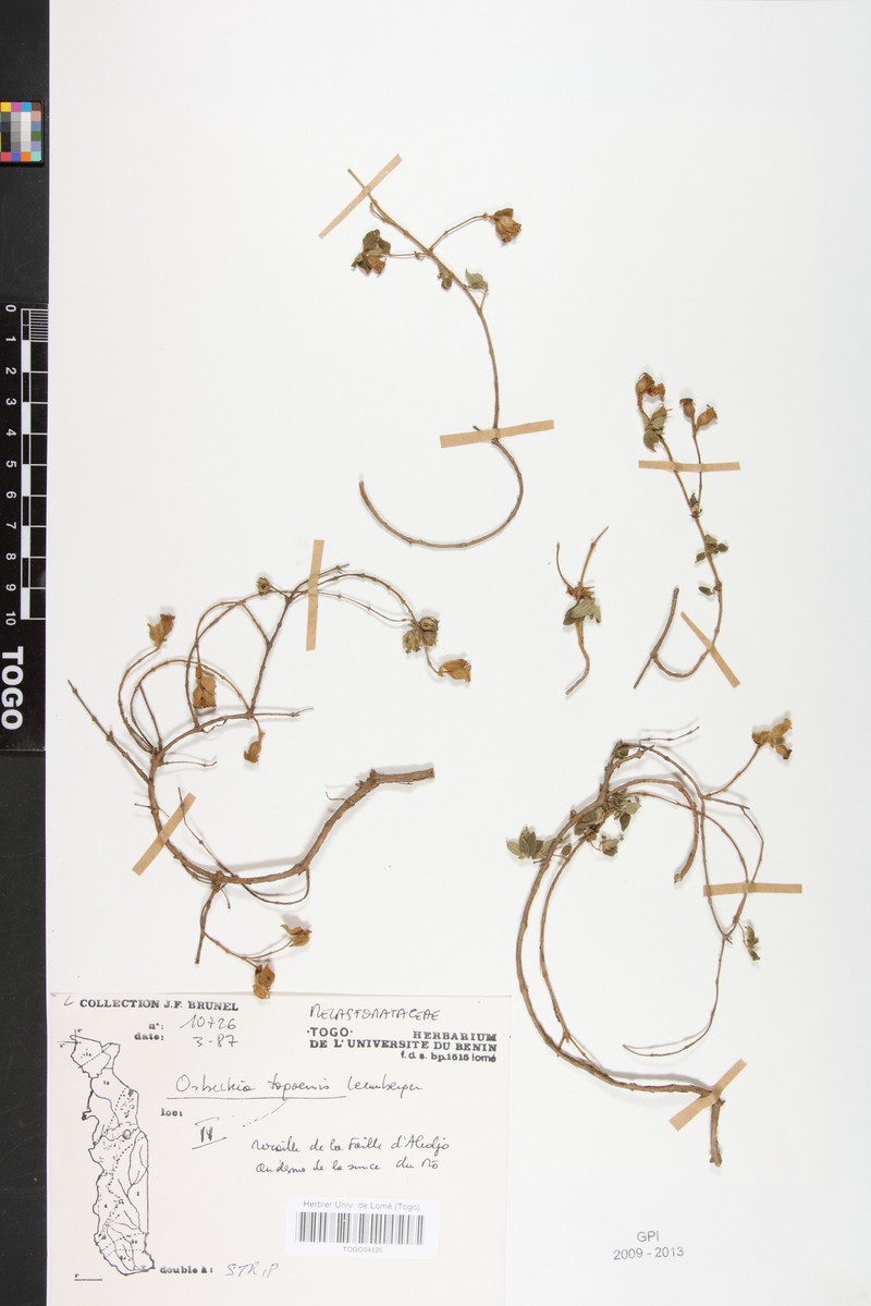 Nerophila togoensis photo 4
