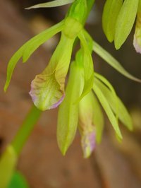 Nervilia aragoana