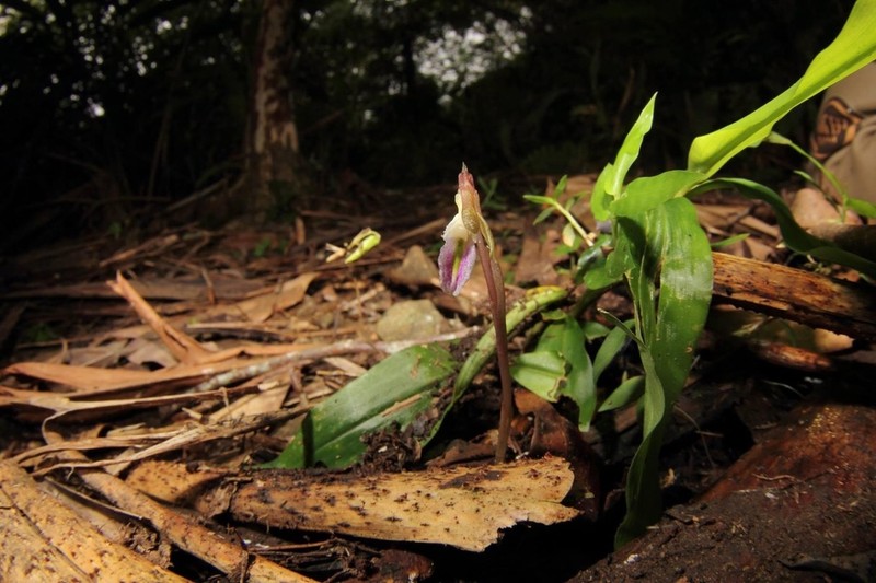 Nervilia purpureotincta