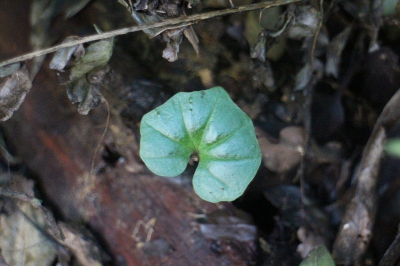 Nervilia purpureotincta photo 3
