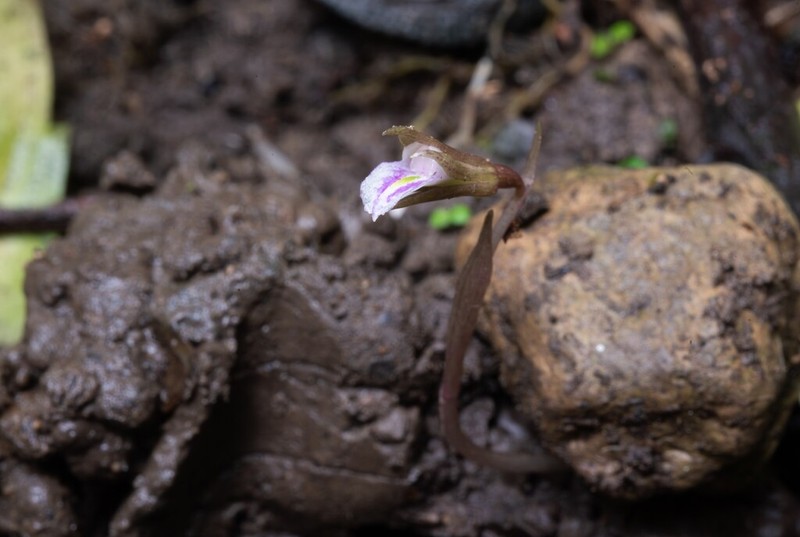 Nervilia purpureotincta photo 4