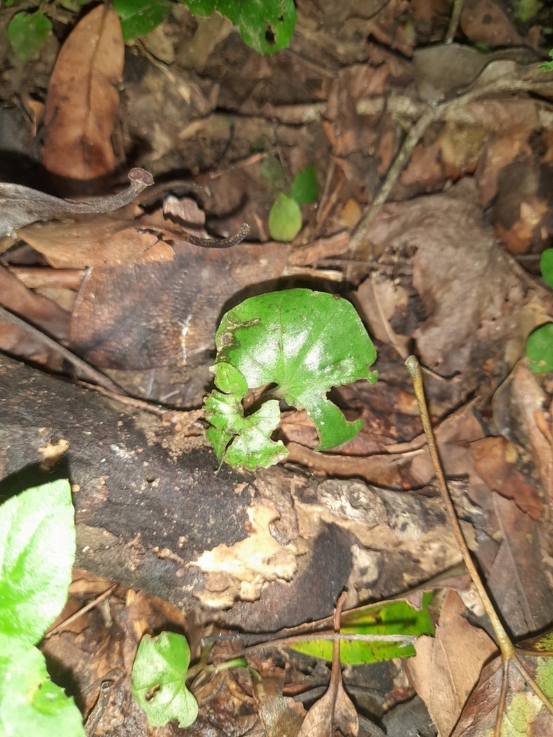 Nervilia purpureotincta photo 5
