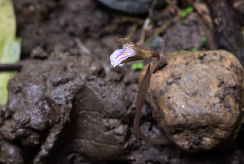 Nervilia purpureotincta photo 6