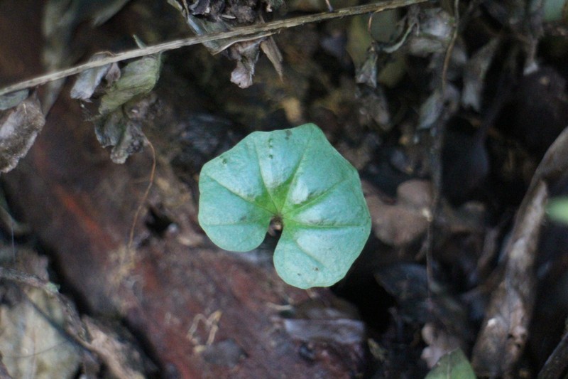 Nervilia purpureotincta photo 7