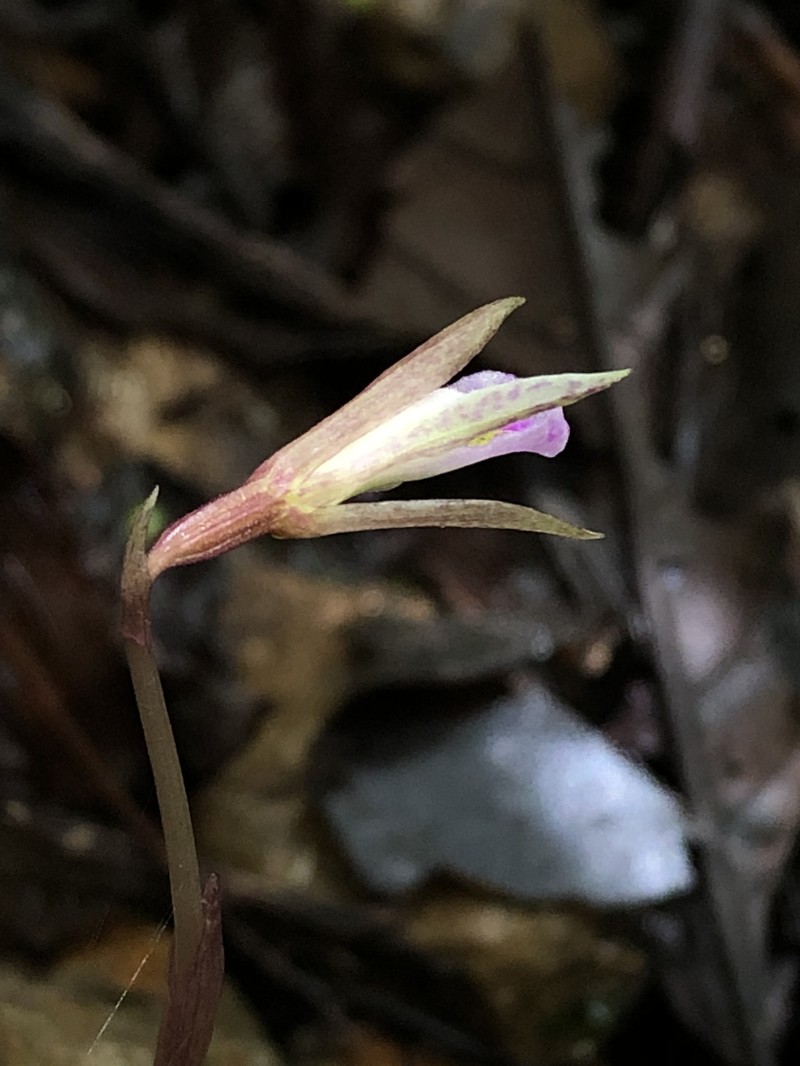 Nervilia purpureotincta photo 8