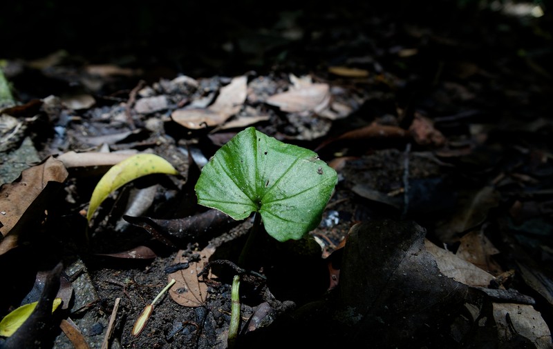 Nervilia singaporensis photo 2