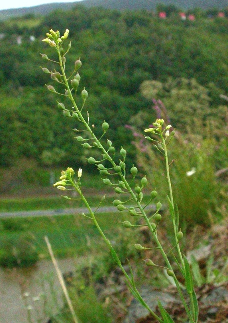 Ballmustard photo 2