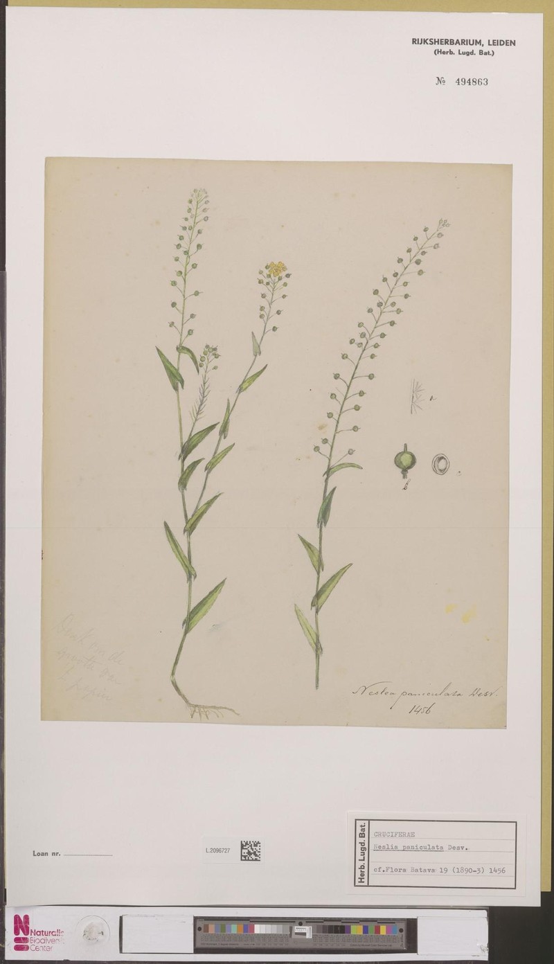 Ballmustard photo 3