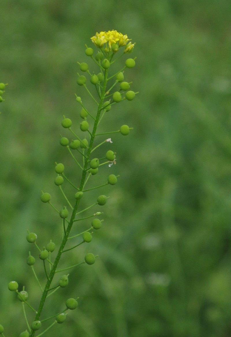 Ballmustard photo 4