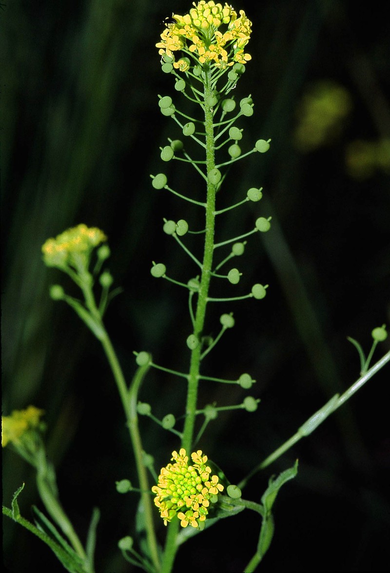 Ballmustard