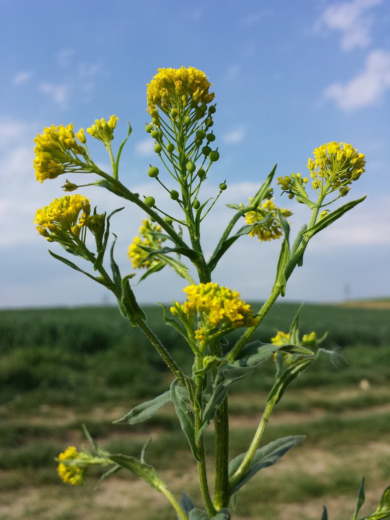 Ballmustard photo 6