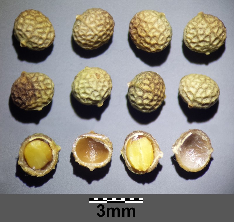 Ballmustard photo 8