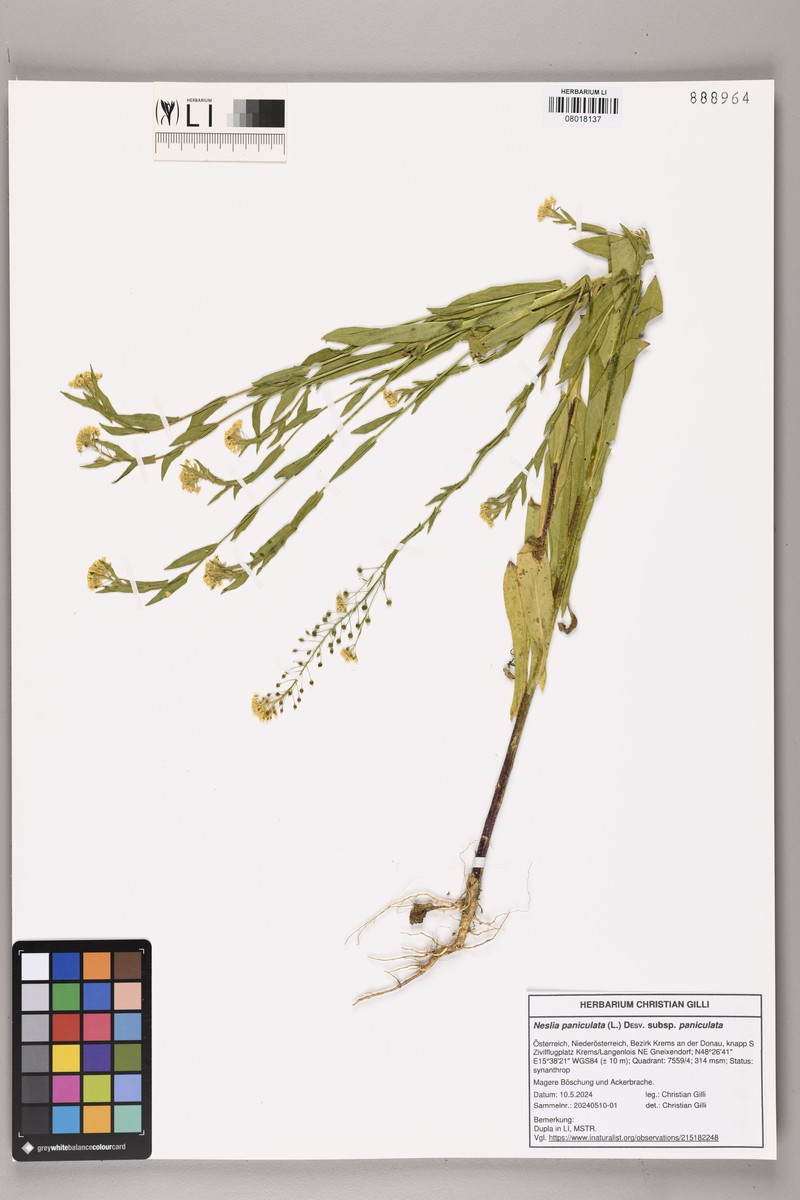 Neslia paniculata subsp. paniculata