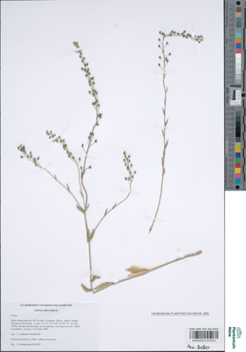 Neslia paniculata subsp. paniculata photo 2