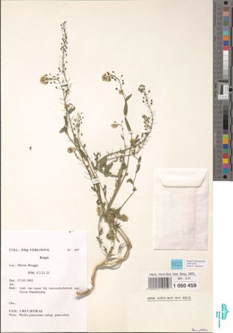 Neslia paniculata subsp. paniculata photo 3