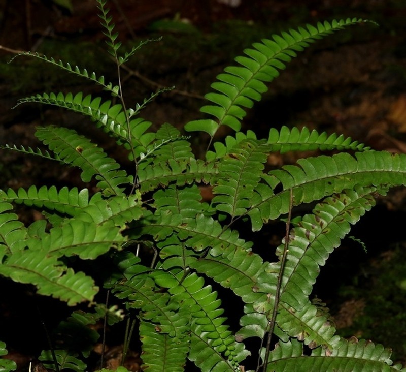 Nesolindsaea caudata