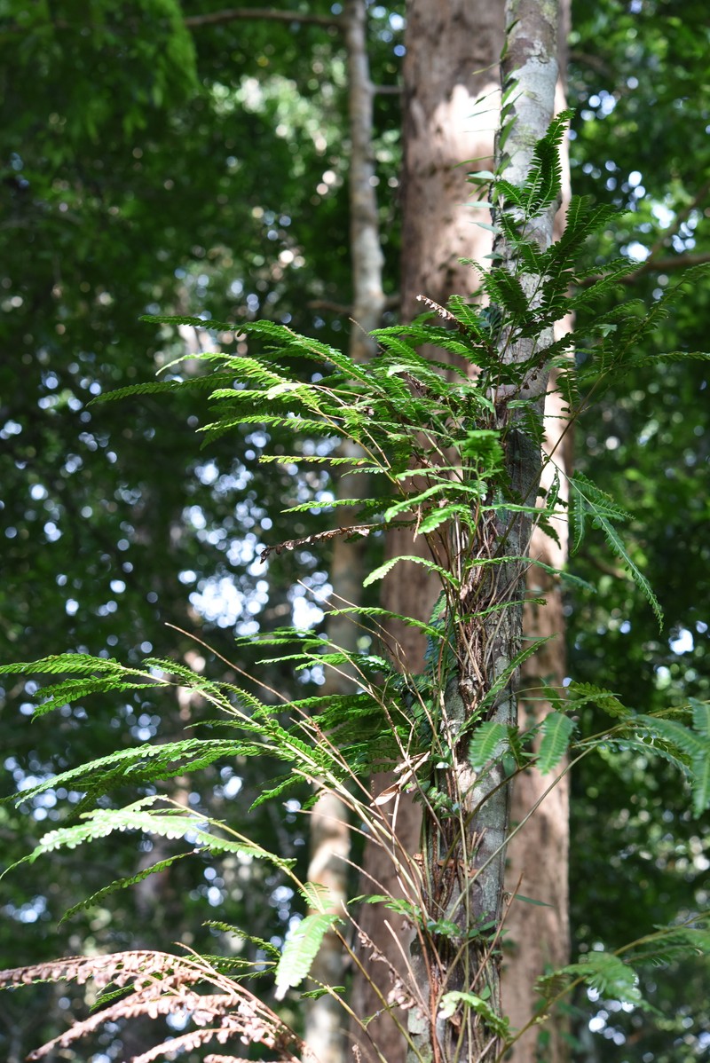 Nesolindsaea caudata photo 3