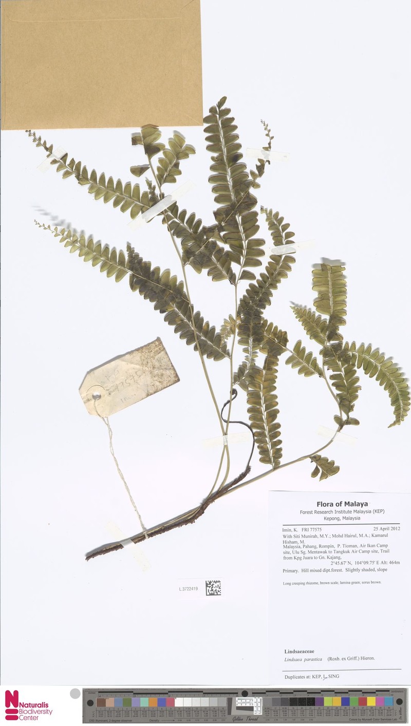 Nesolindsaea caudata photo 4