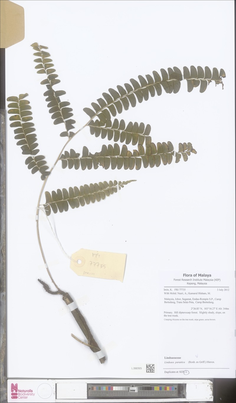 Nesolindsaea caudata photo 5