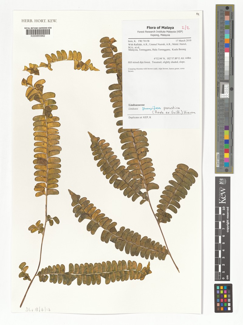 Nesolindsaea caudata photo 6