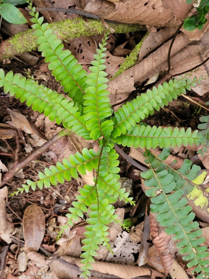 Nesolindsaea kirkii