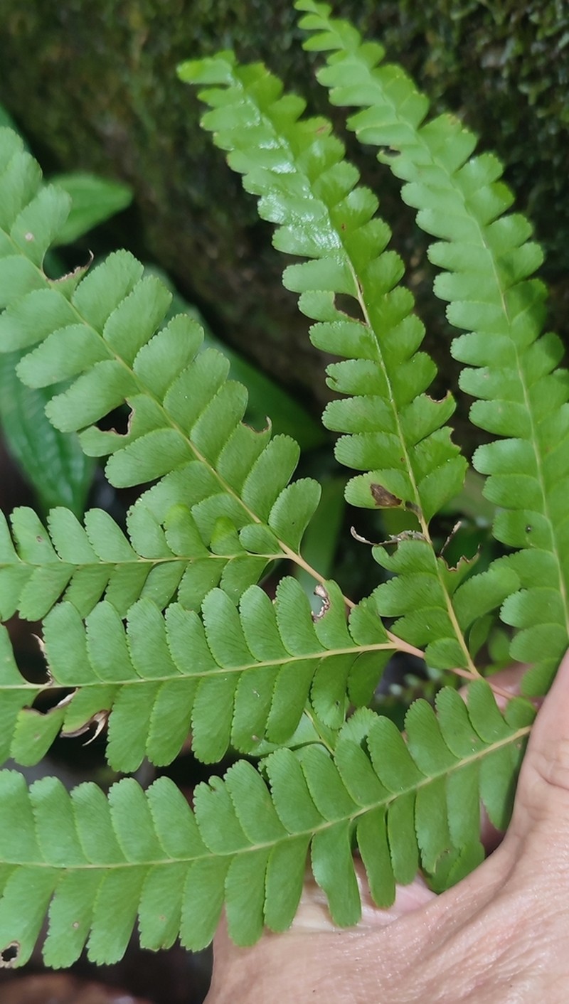 Nesolindsaea kirkii photo 2