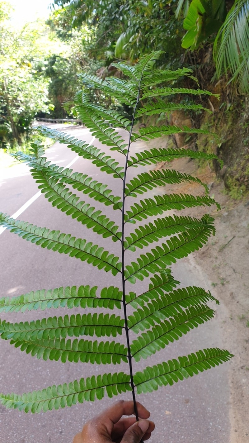 Nesolindsaea kirkii photo 3
