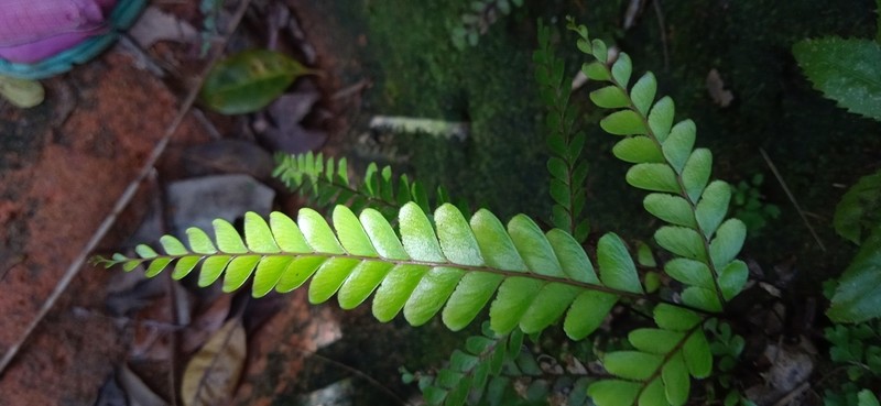 Nesolindsaea kirkii photo 4