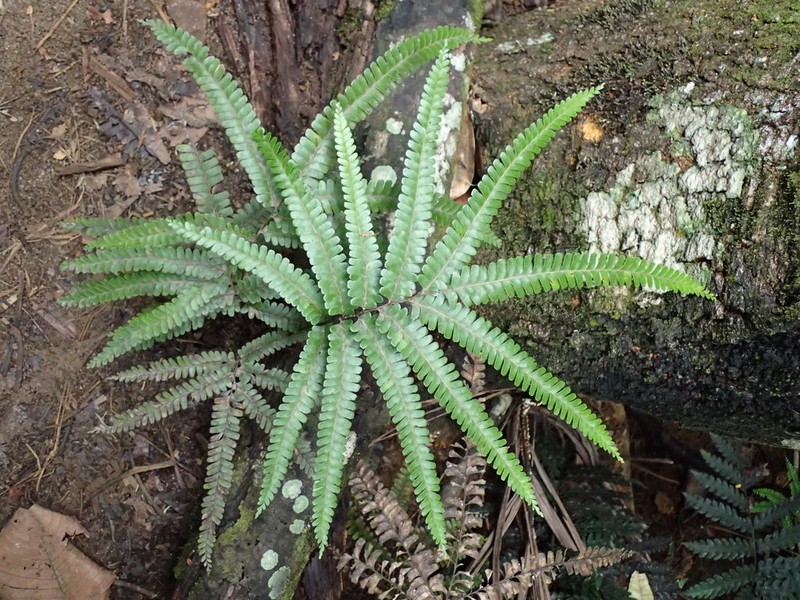 Nesolindsaea kirkii photo 5
