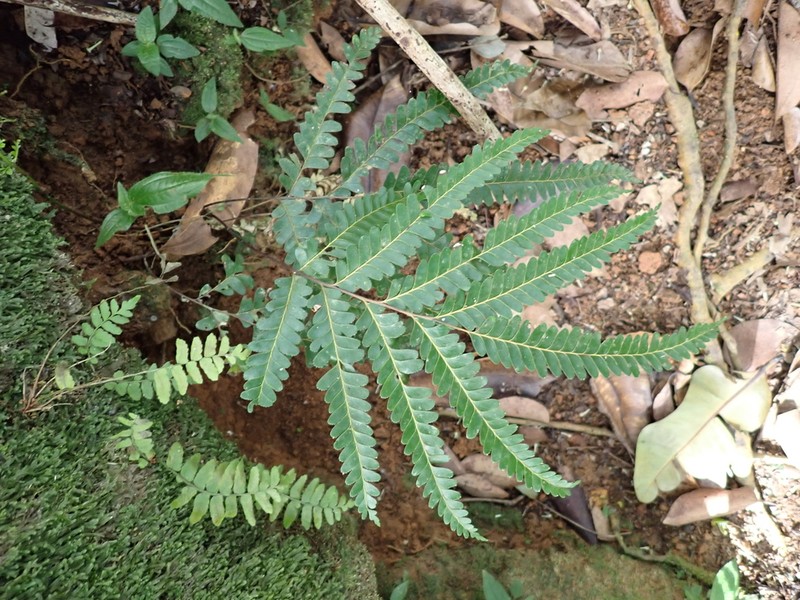 Nesolindsaea kirkii photo 6