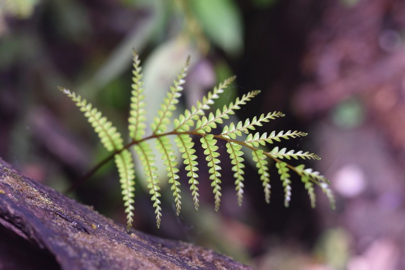 Nesolindsaea kirkii photo 7