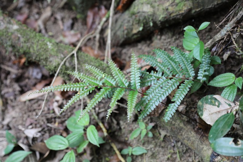 Nesolindsaea kirkii photo 8