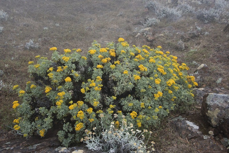 Nesothamnus incanus