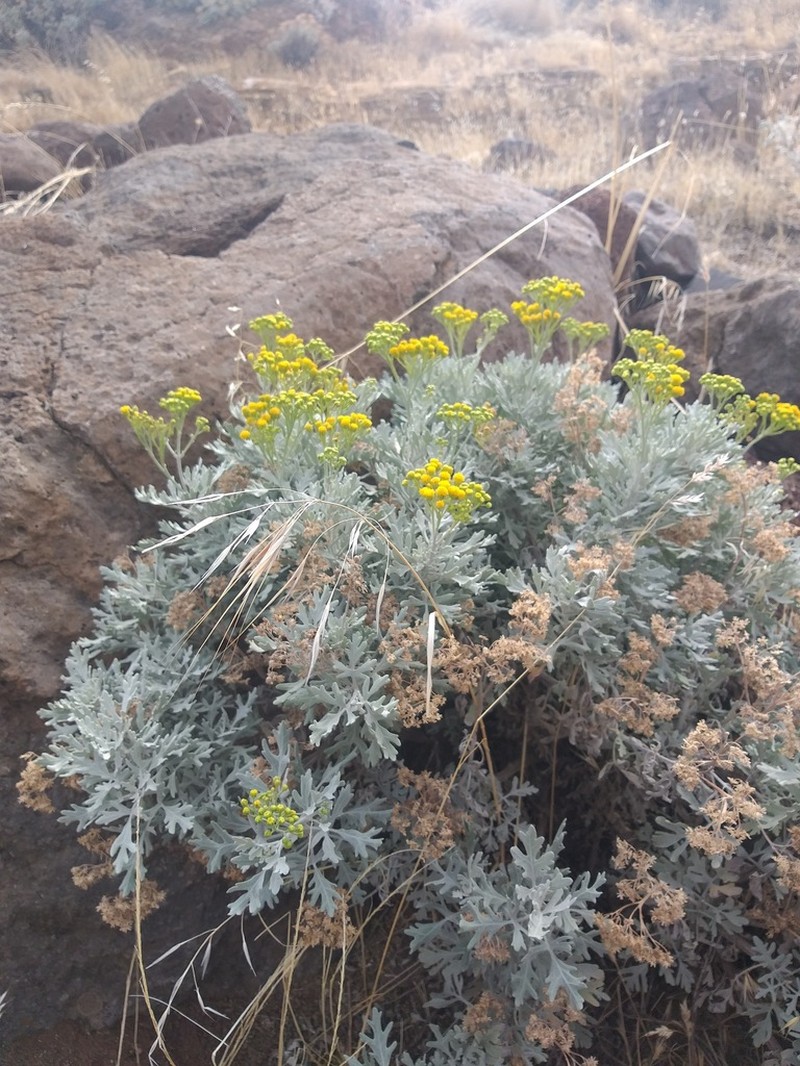 Nesothamnus incanus photo 2