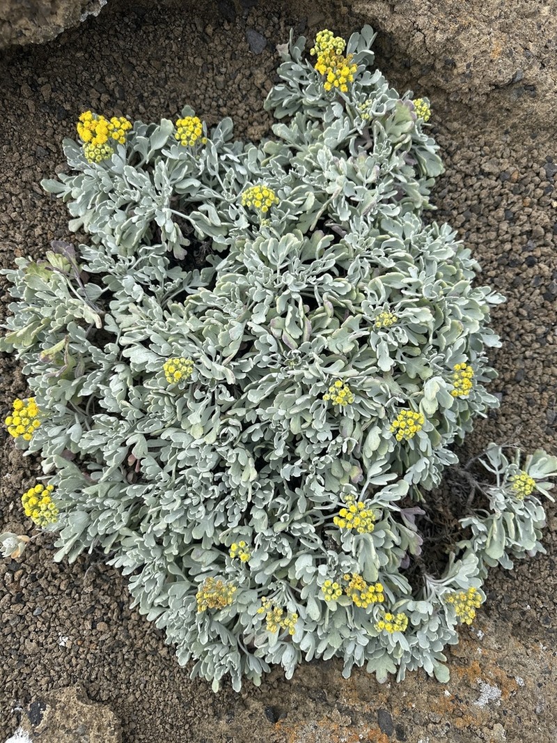 Nesothamnus incanus photo 3
