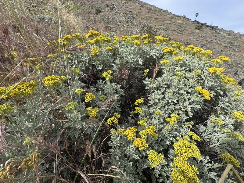 Nesothamnus incanus photo 4