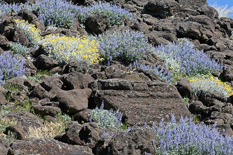 Nesothamnus incanus photo 5